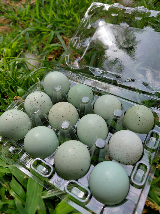 12+ Celadon Blue Coturnix Quail Eggs