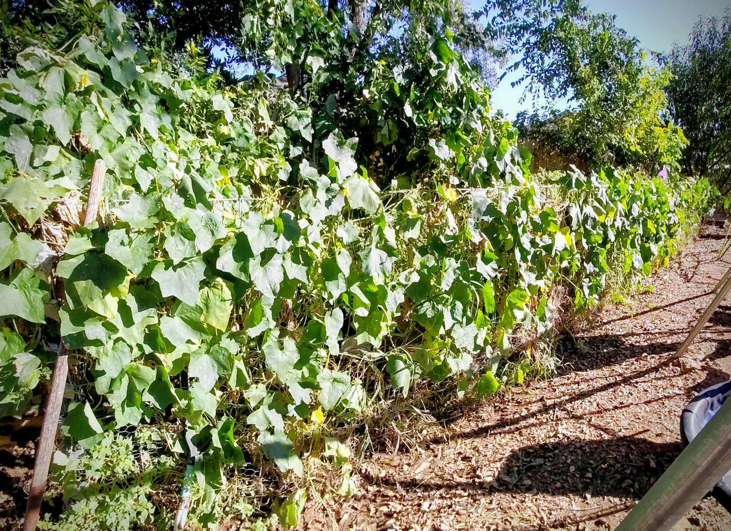 40+ Luffa Gourd Seeds (Home Grown)