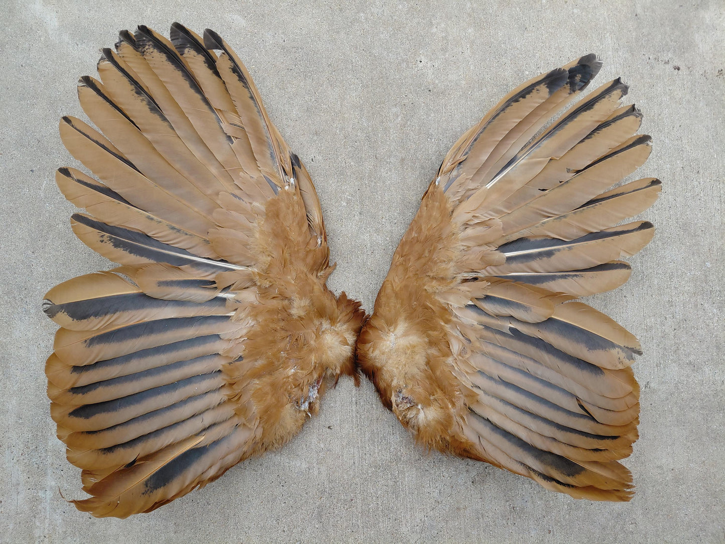 Cured Red and black Rooster Wings