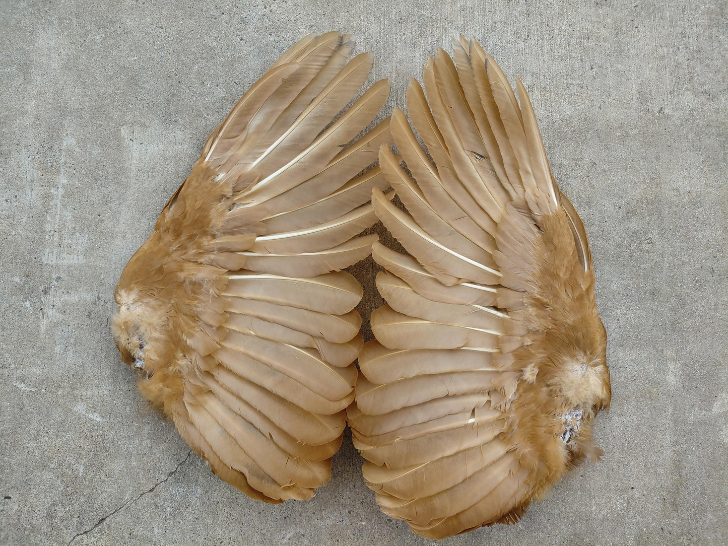 Cured Red Rooster Wings