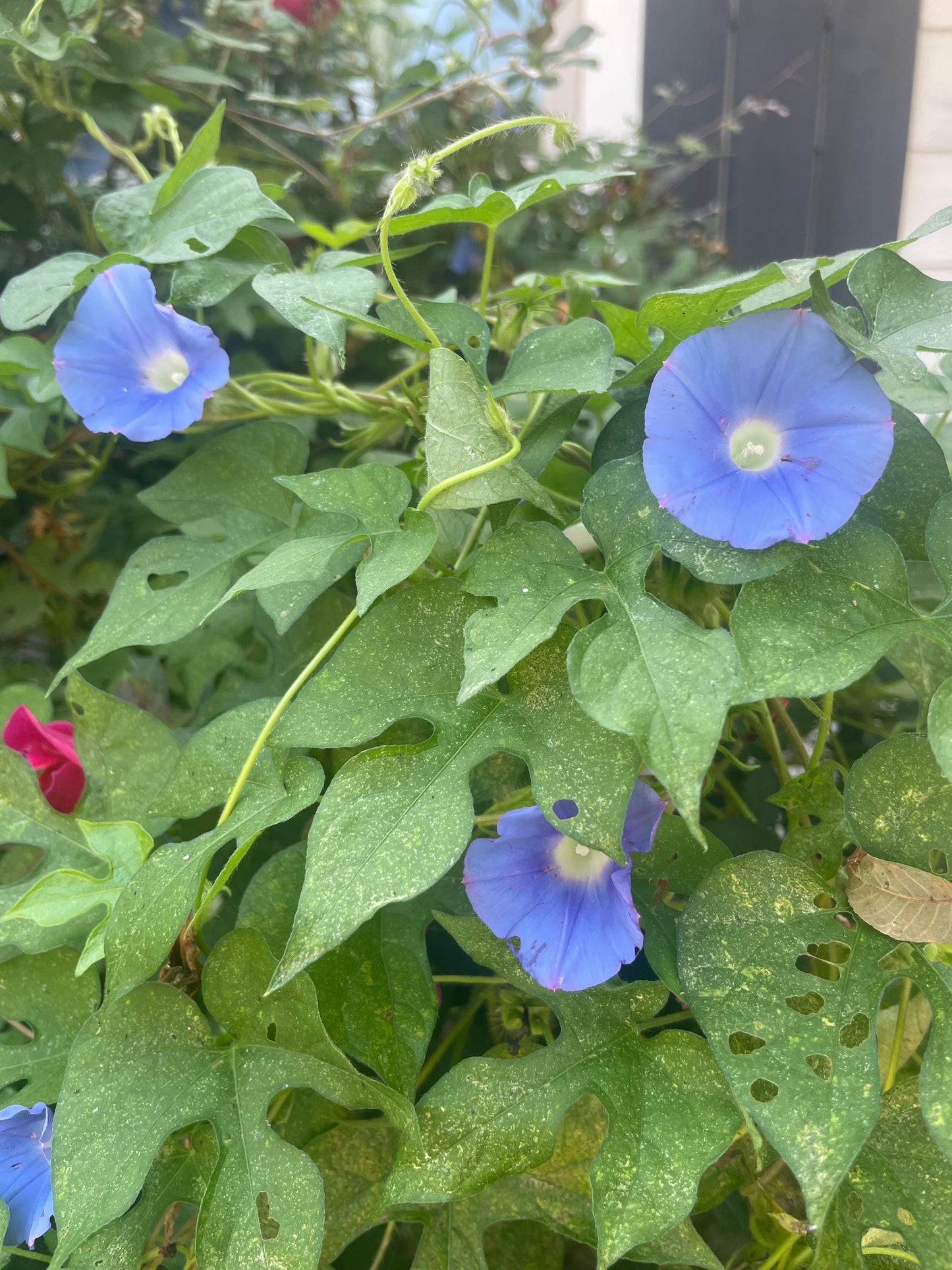 Blue Ivy Leaved Morning Glory Seeds 20+