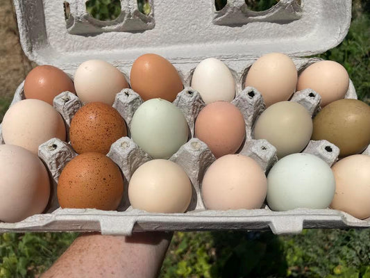 18+ Barnyard Rainbow Chicken Eggs