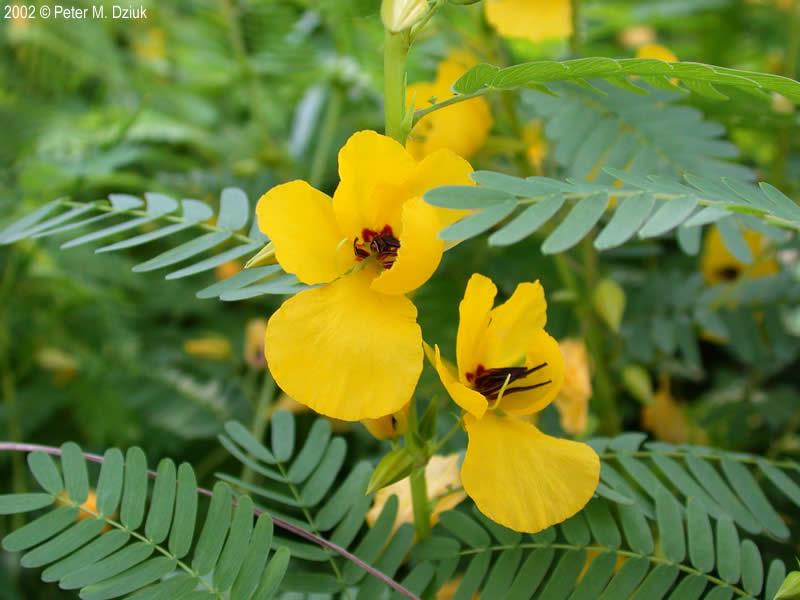 Partridge Pea Seeds 20+