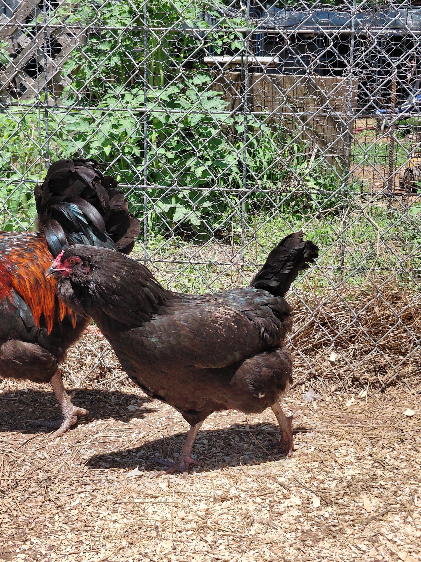 12+ Barnyard Rainbow Chicken Eggs