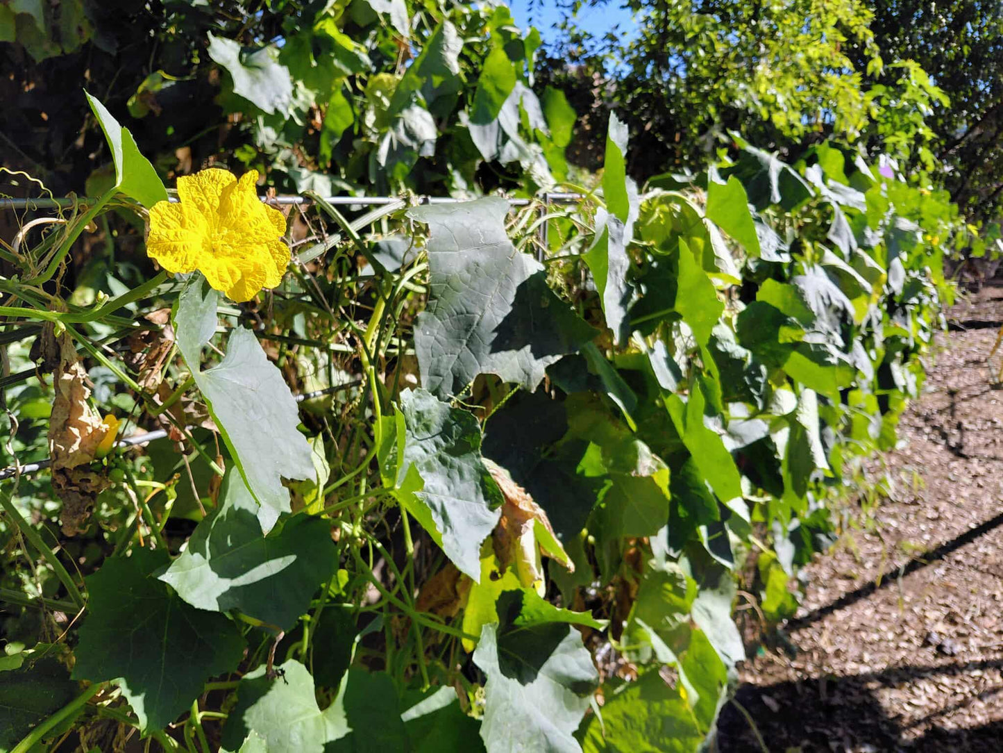 40+ Luffa Gourd Seeds (Home Grown)