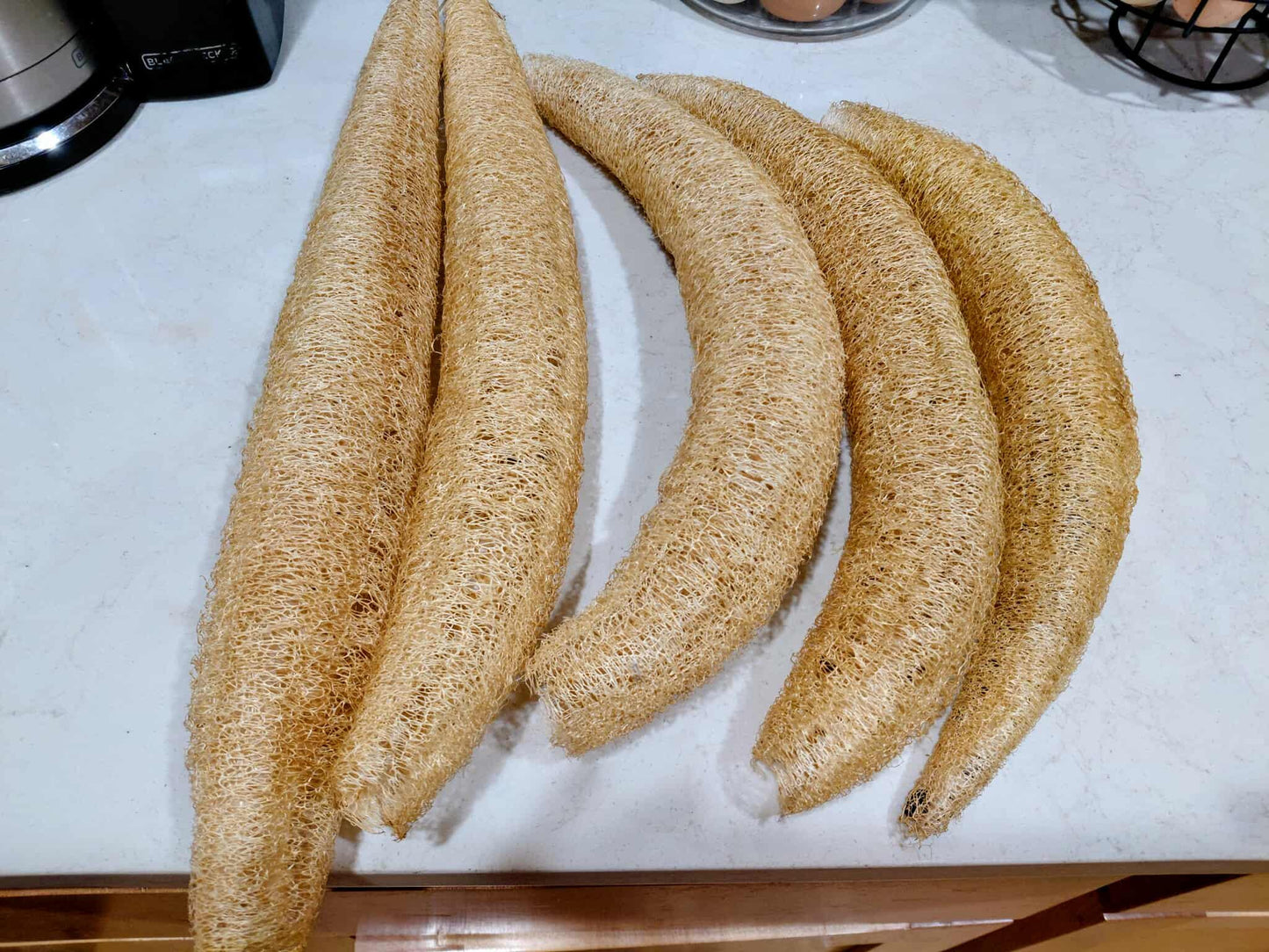 40+ Luffa Gourd Seeds (Home Grown)