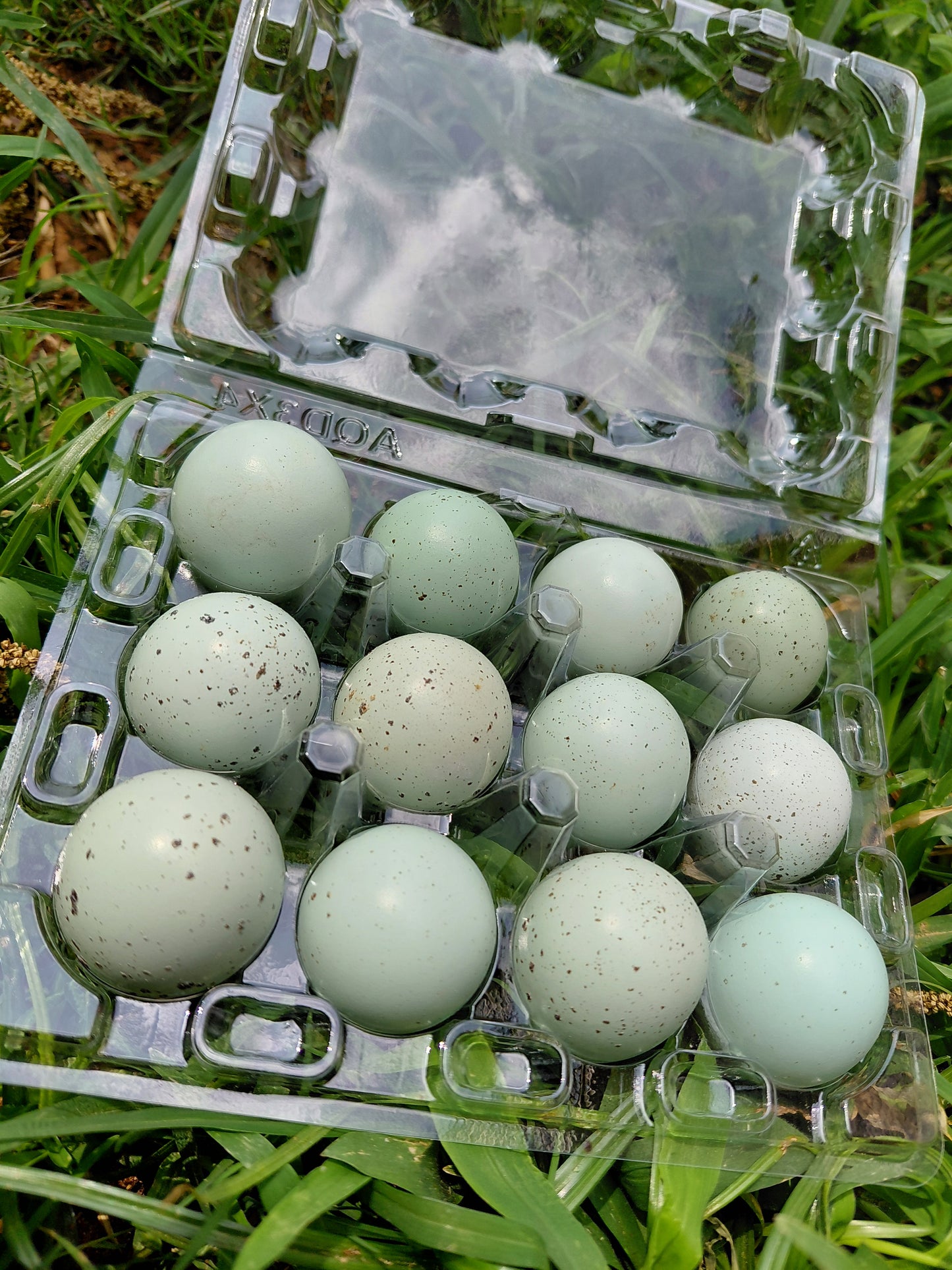 12+ Celadon Blue Coturnix Quail Eggs