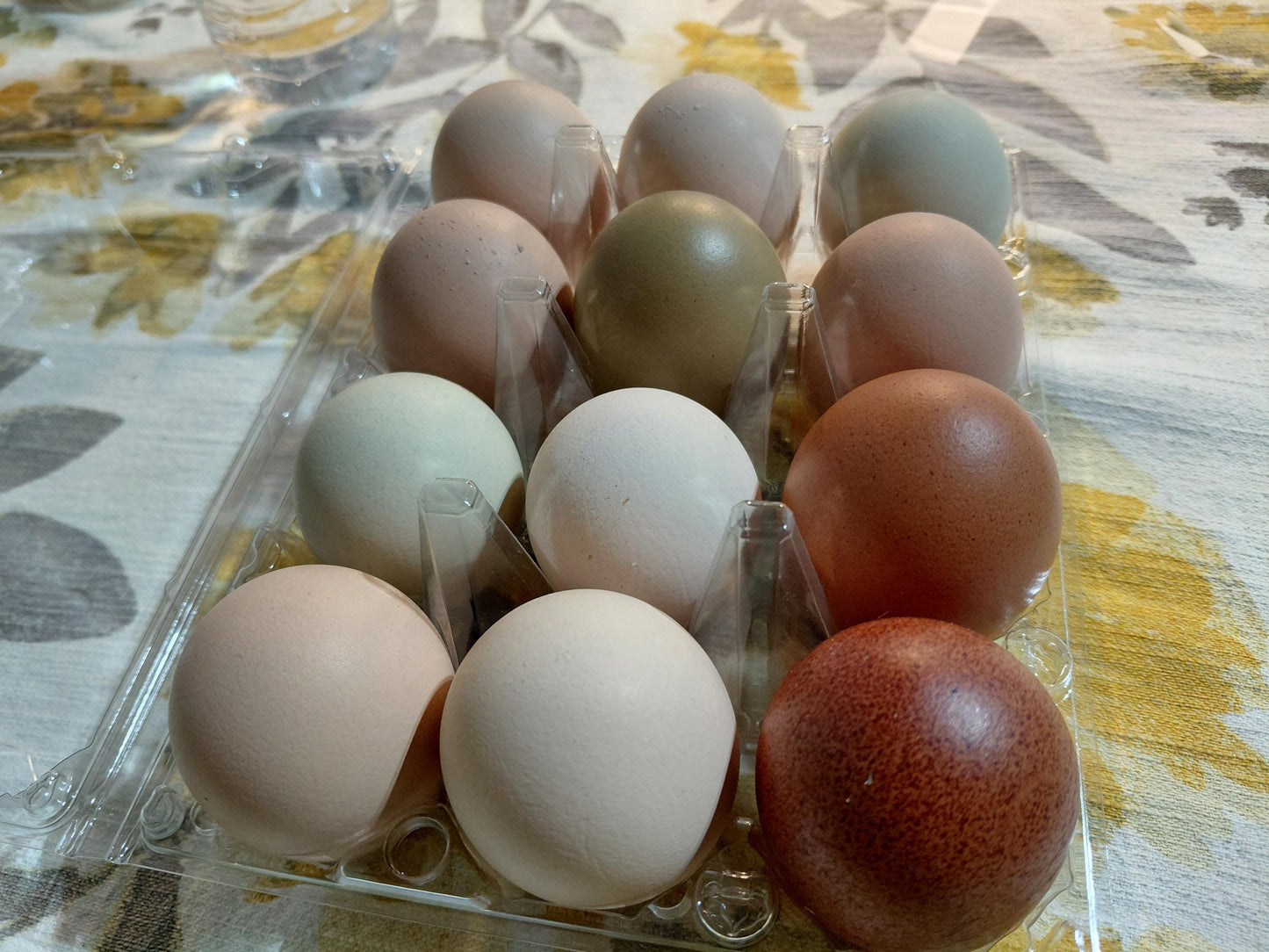 18+ Barnyard Rainbow Chicken Eggs