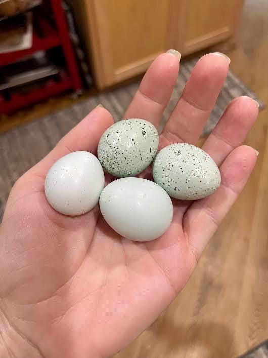 12+ Celadon Blue Coturnix Quail Eggs