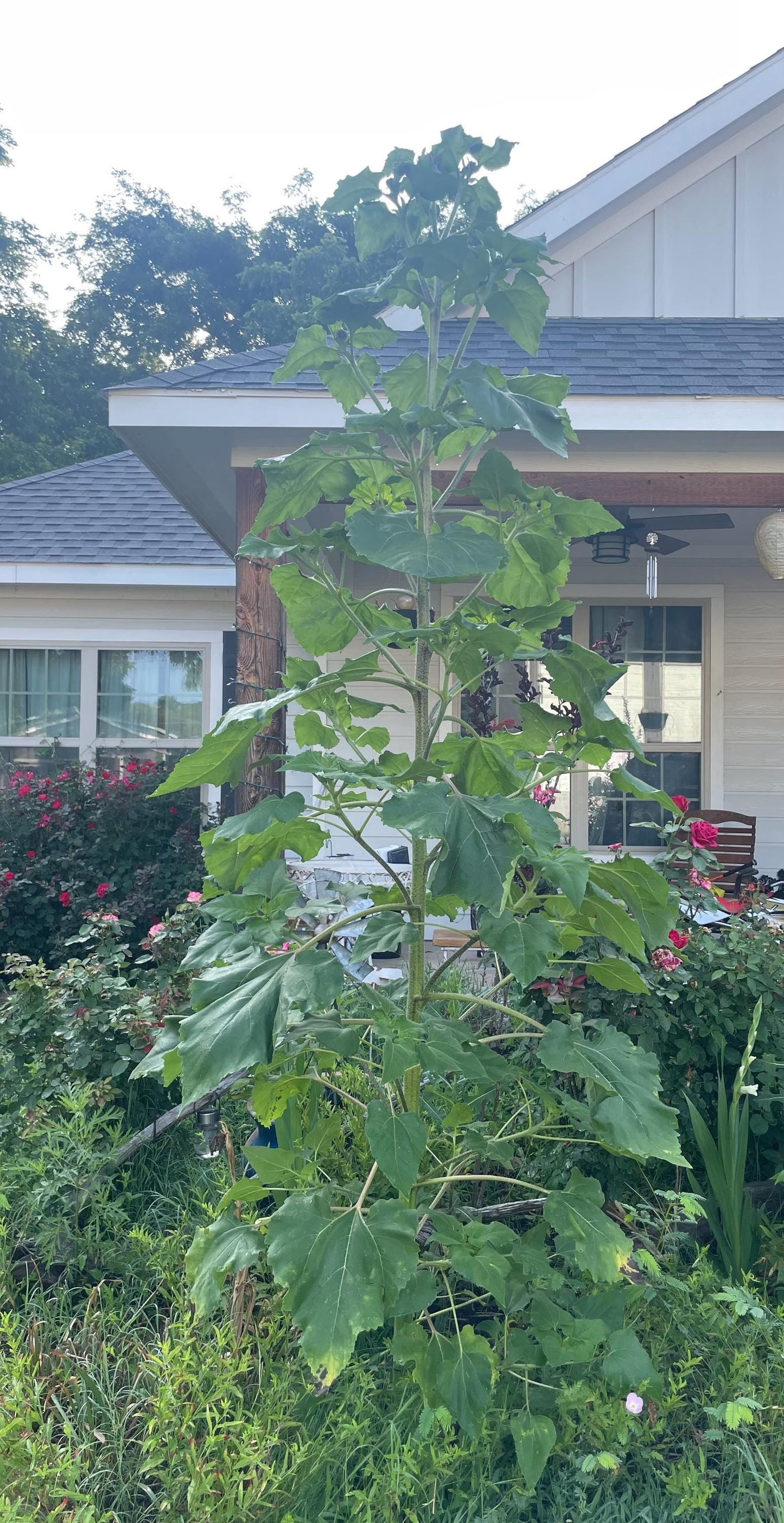 Wild Sunflower Seeds 20+