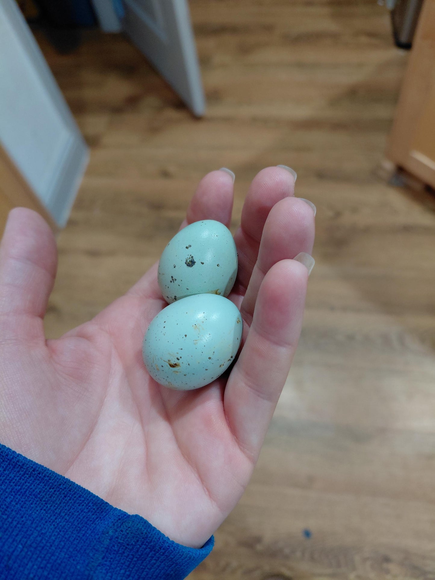 12+ Celadon Blue Coturnix Quail Eggs