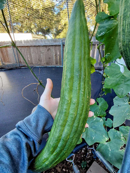 40+ Luffa Gourd Seeds (Home Grown)