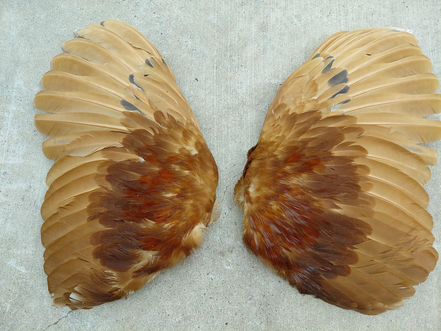 Cured Red Rooster Wings