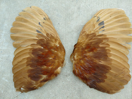 Cured Red Rooster Wings