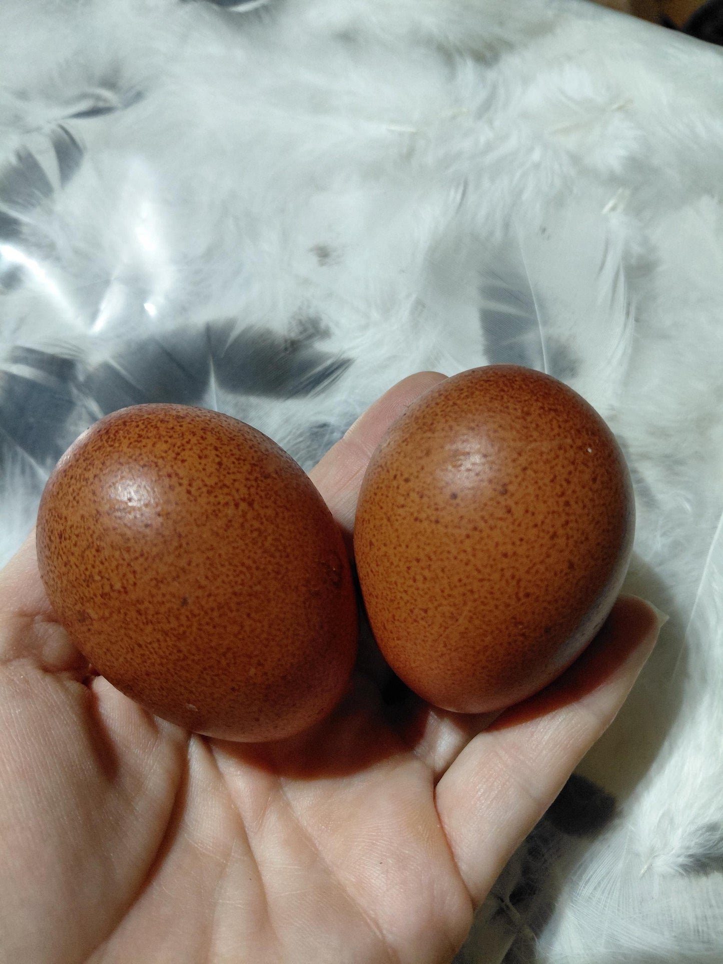 12+ Barnyard Rainbow Chicken Eggs