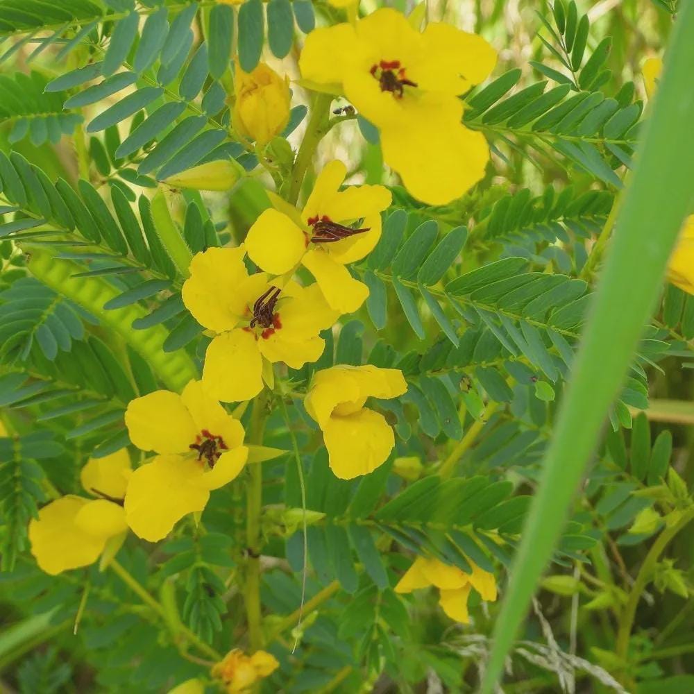 Partridge Pea Seeds 20+