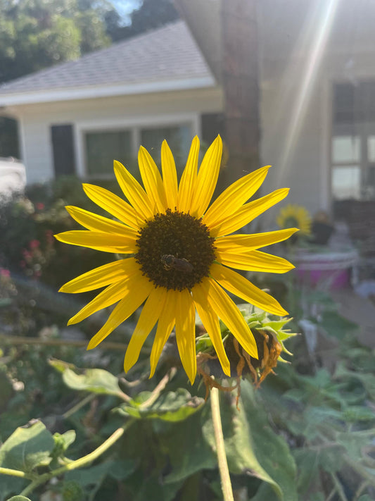Wild Sunflower Seeds 20+