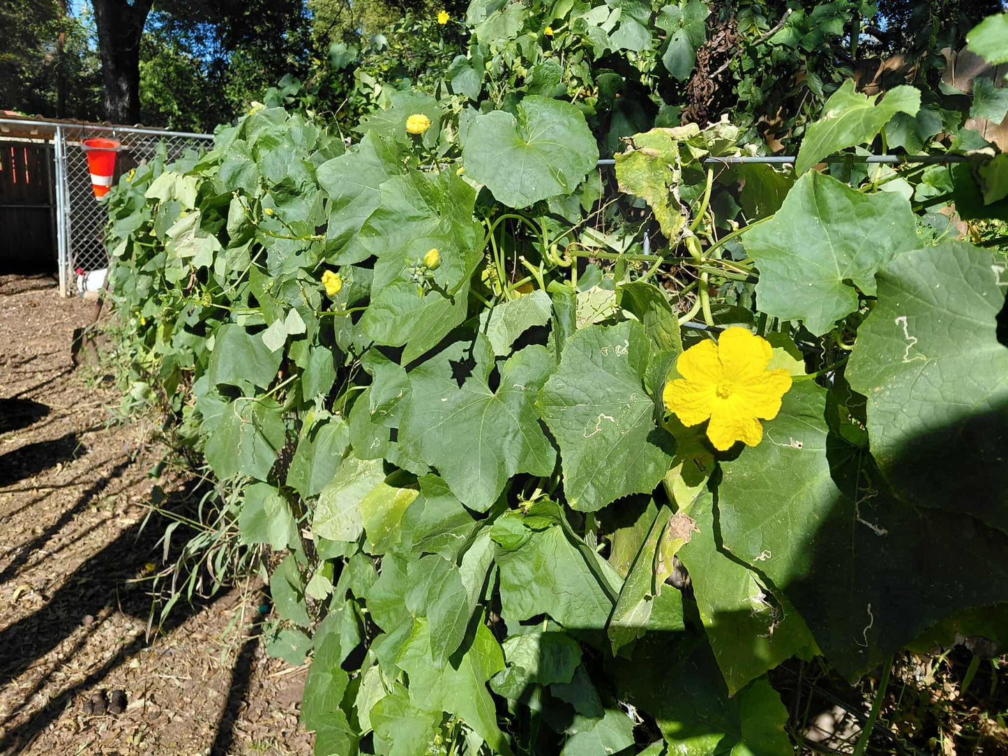 40+ Luffa Gourd Seeds (Home Grown)