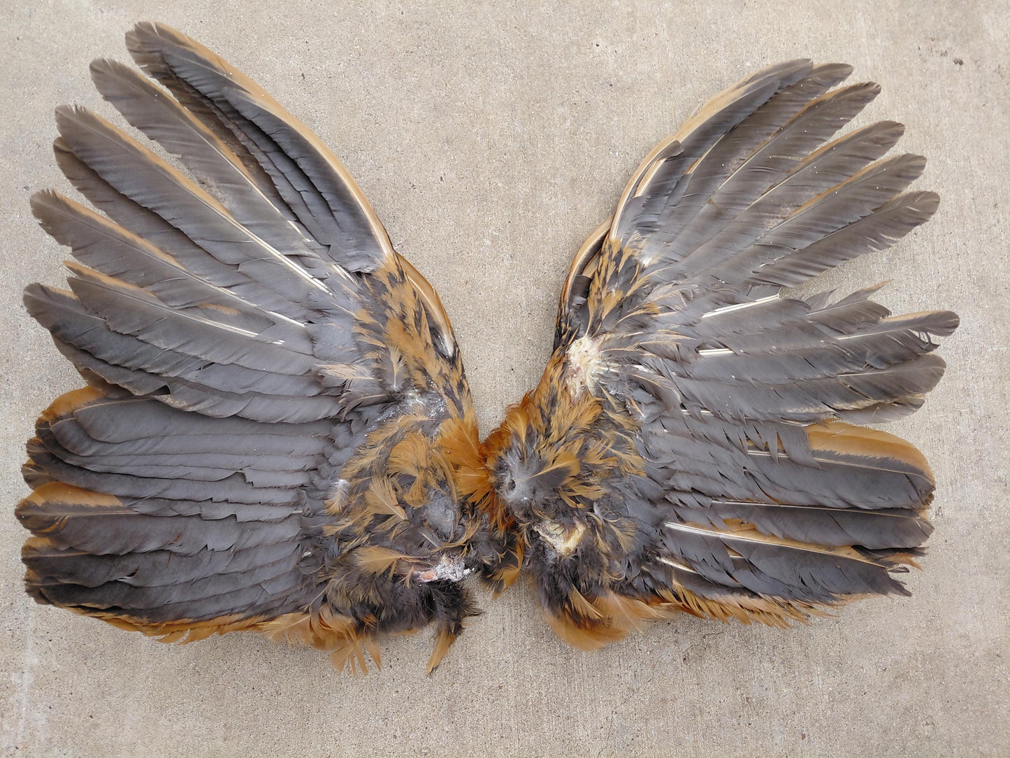 Cured Red and black Rooster Wings