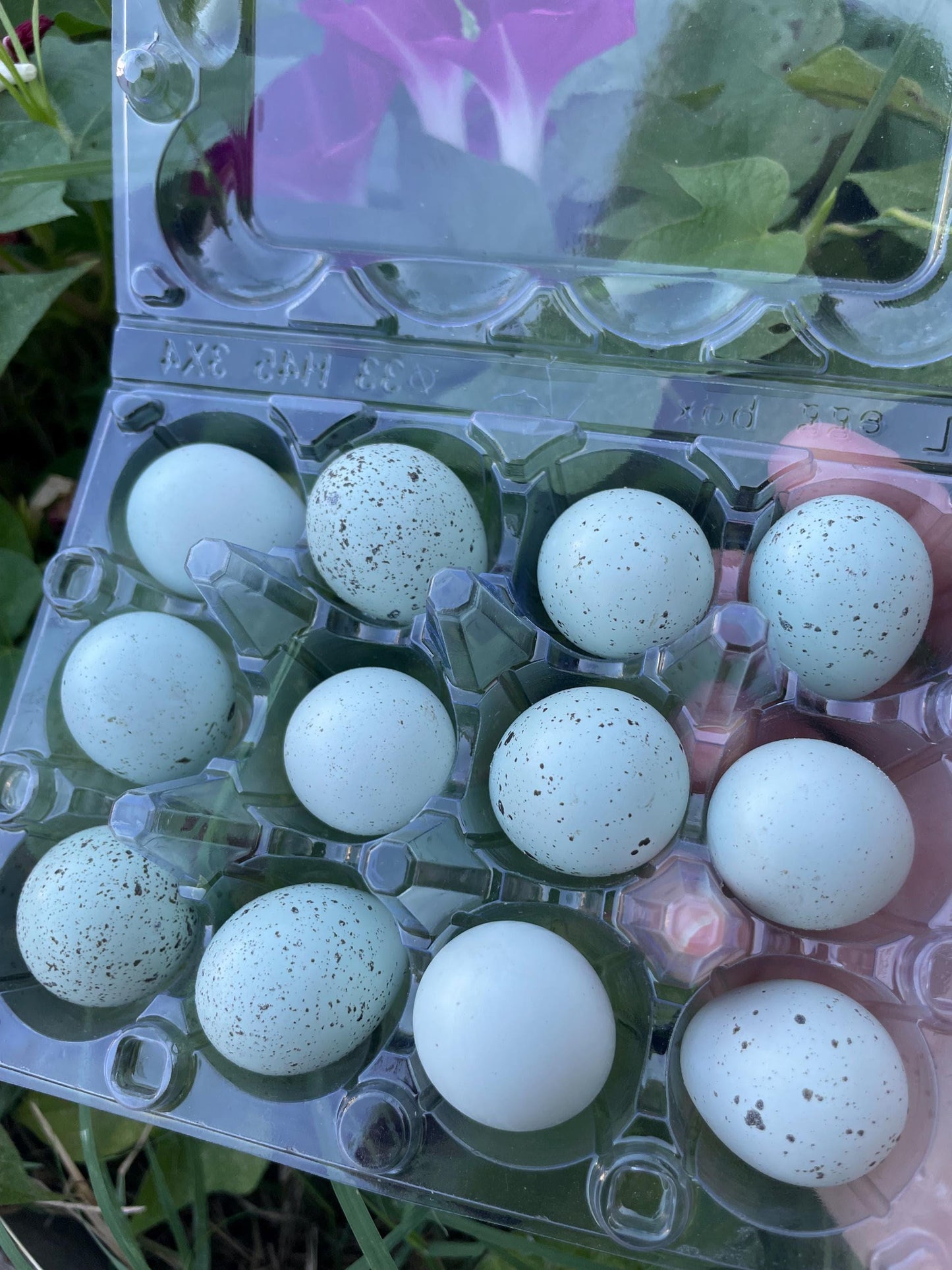 12+ Celadon Blue Coturnix Quail Eggs