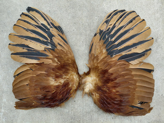 Cured Red and black Rooster Wings