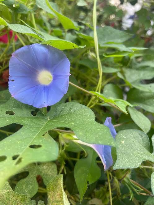 Blue Ivy Leaved Morning Glory Seeds 20+