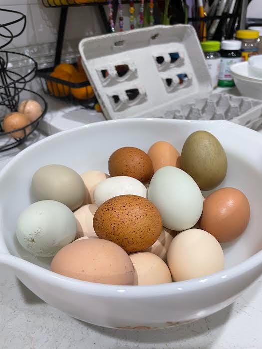 12+ Barnyard Rainbow Chicken Eggs