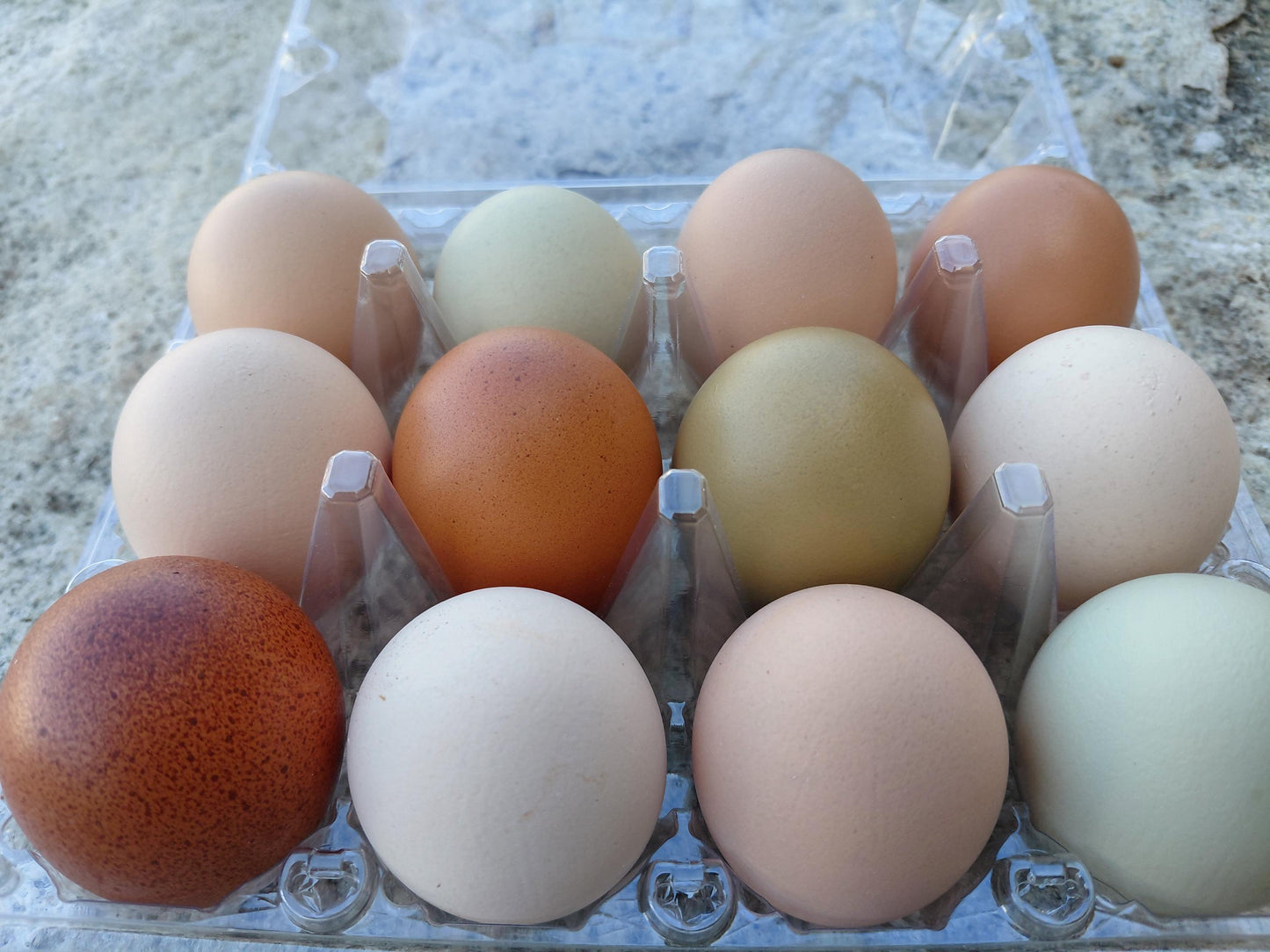 12+ Barnyard Rainbow Chicken Eggs