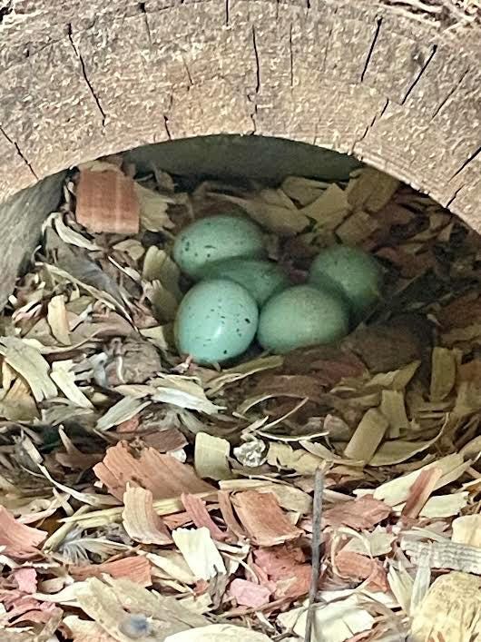 12+ Celadon Blue Coturnix Quail Eggs