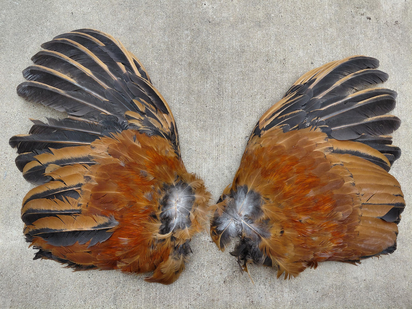Cured Red and black Rooster Wings