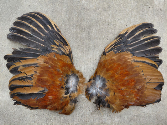 Cured Red and black Rooster Wings