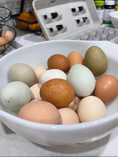 18+ Barnyard Rainbow Chicken Eggs