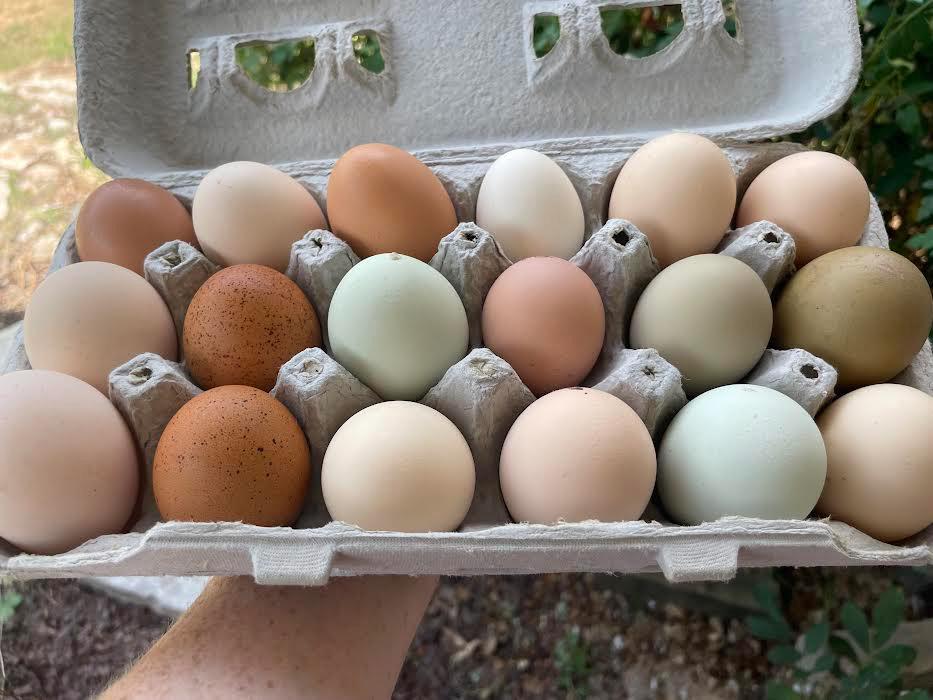18+ Barnyard Rainbow Chicken Eggs