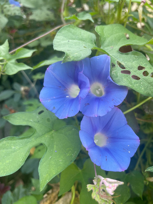 Blue Ivy Leaved Morning Glory Seeds 20+