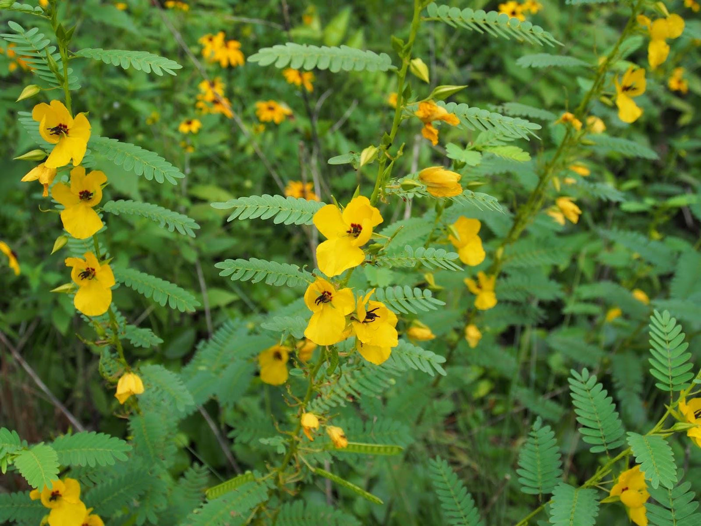 Partridge Pea Seeds 20+