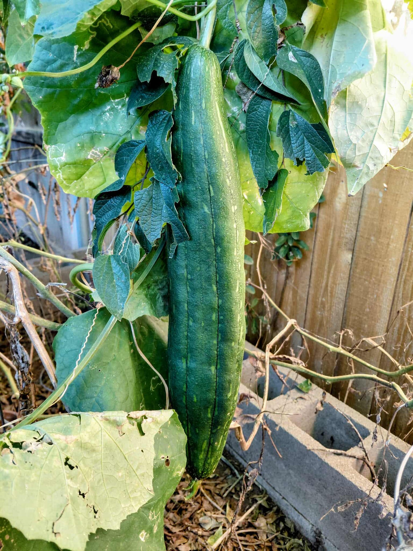 40+ Luffa Gourd Seeds (Home Grown)