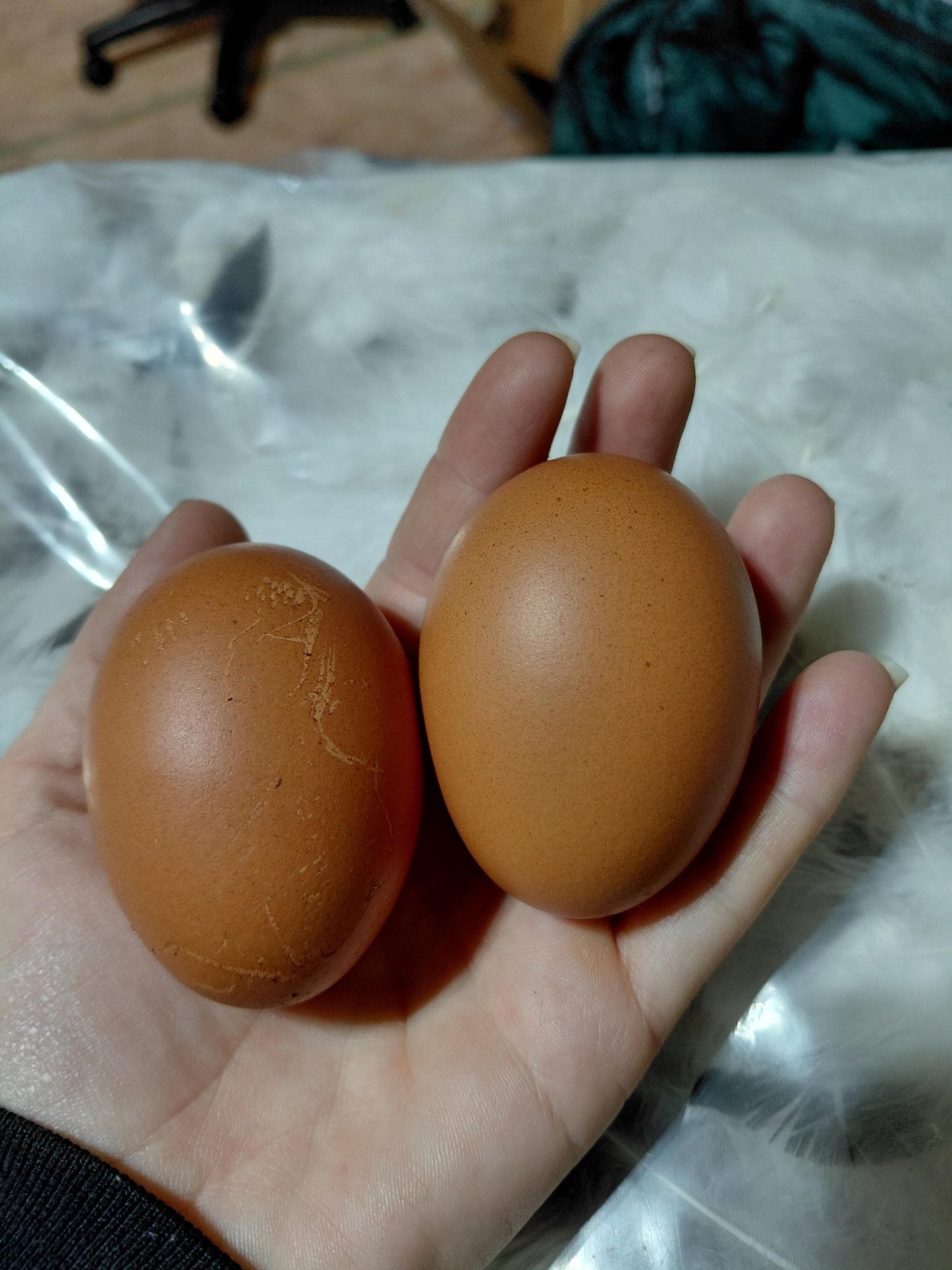 12+ Barnyard Rainbow Chicken Eggs