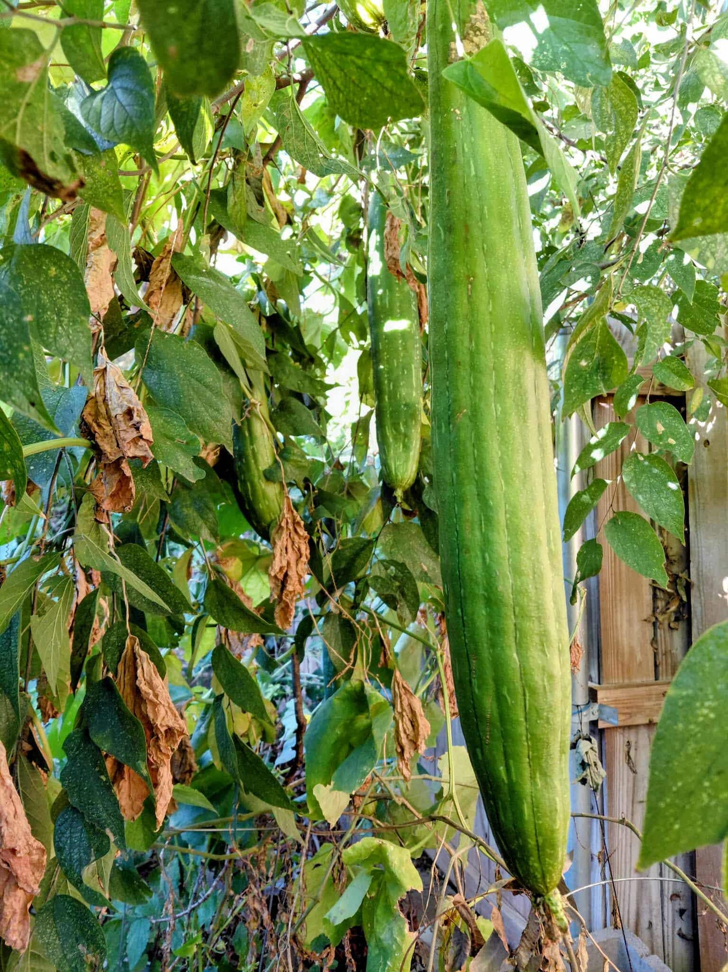 40+ Luffa Gourd Seeds (Home Grown)