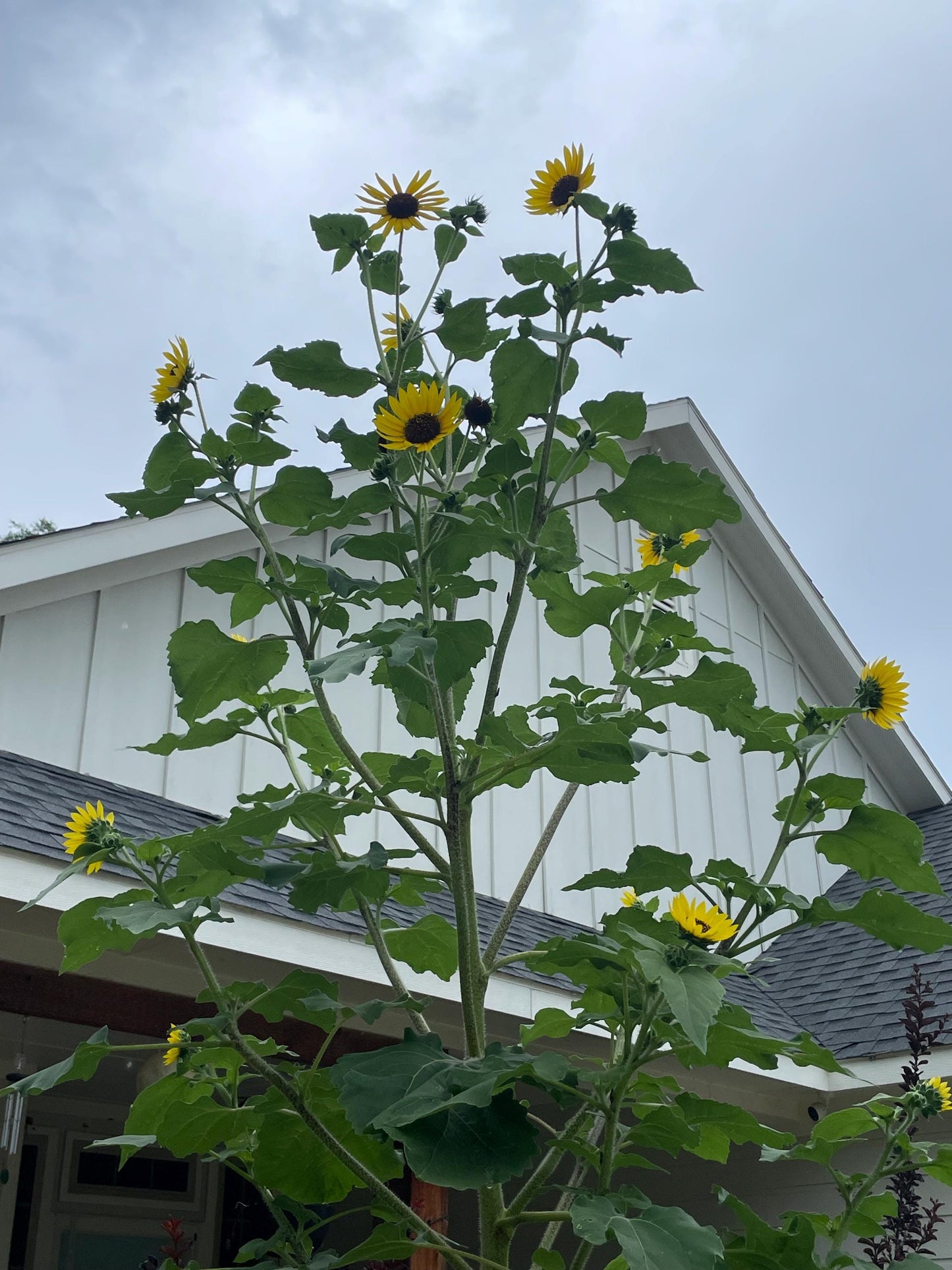 Wild Sunflower Seeds 20+