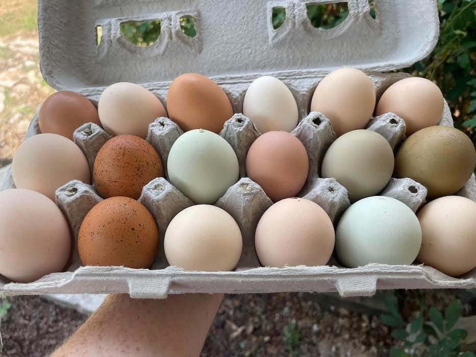 12+ Barnyard Rainbow Chicken Eggs