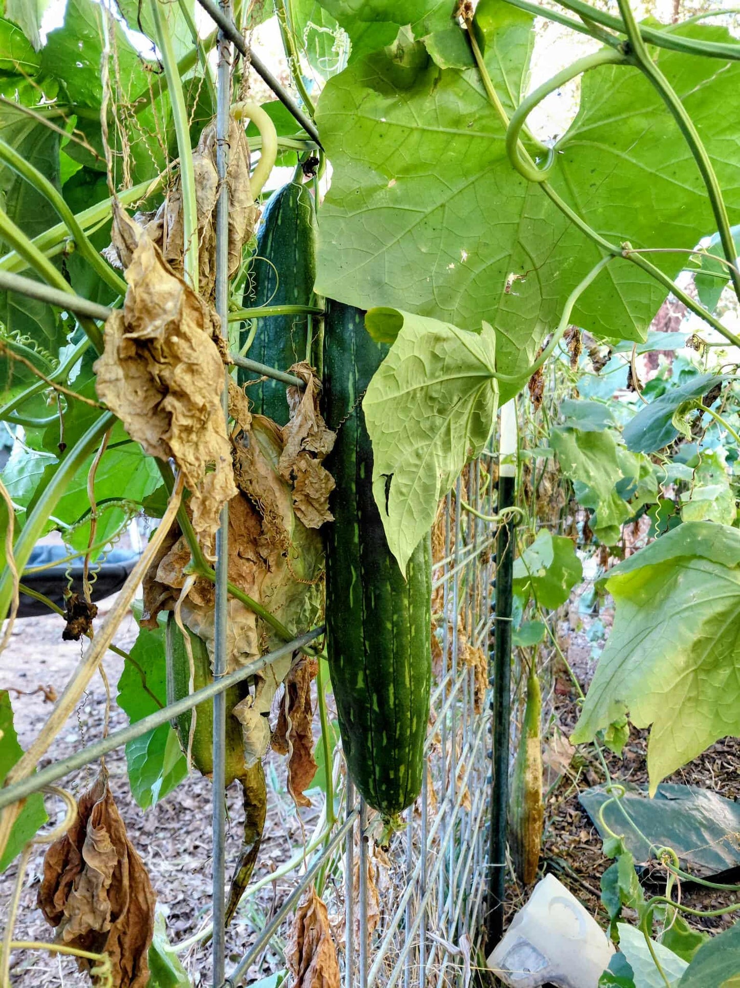 40+ Luffa Gourd Seeds (Home Grown)