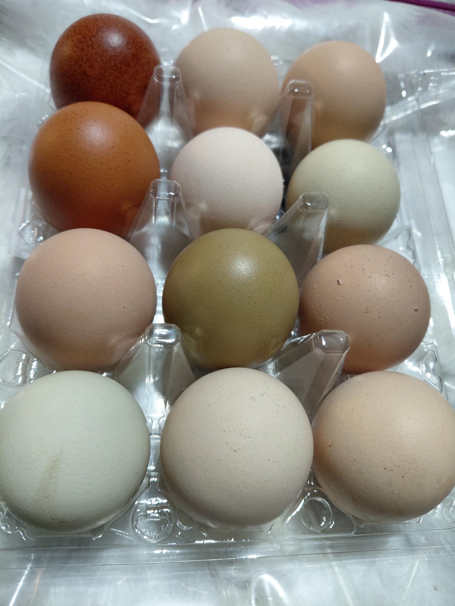 12+ Barnyard Rainbow Chicken Eggs