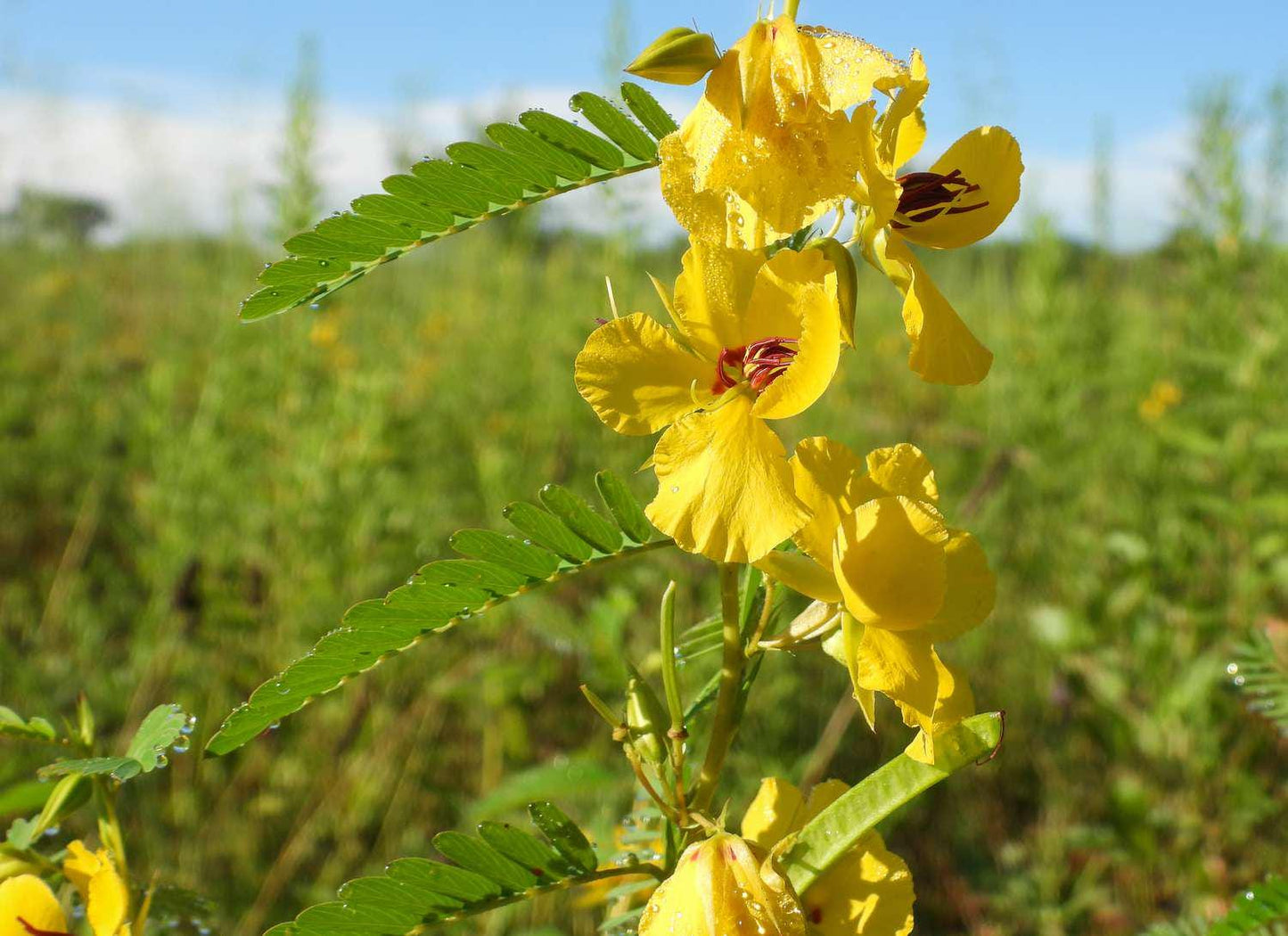Partridge Pea Seeds 20+
