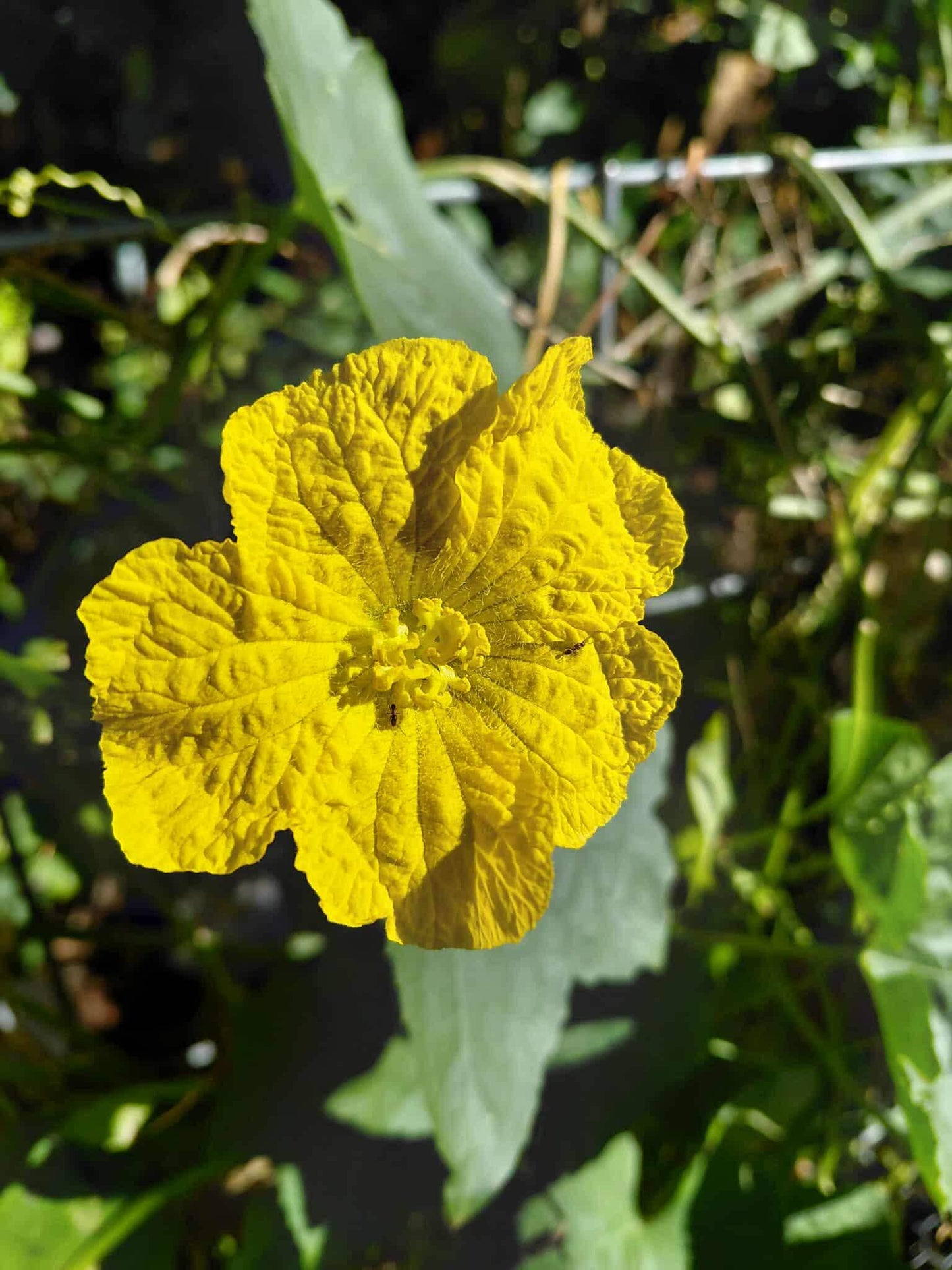 40+ Luffa Gourd Seeds (Home Grown)