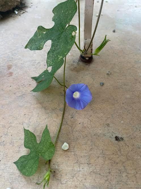 Blue Ivy Leaved Morning Glory Seeds 20+