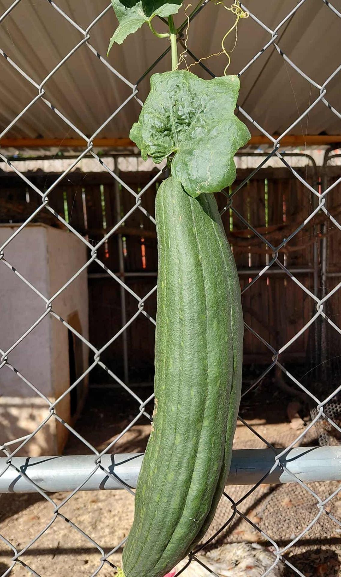 40+ Luffa Gourd Seeds (Home Grown)