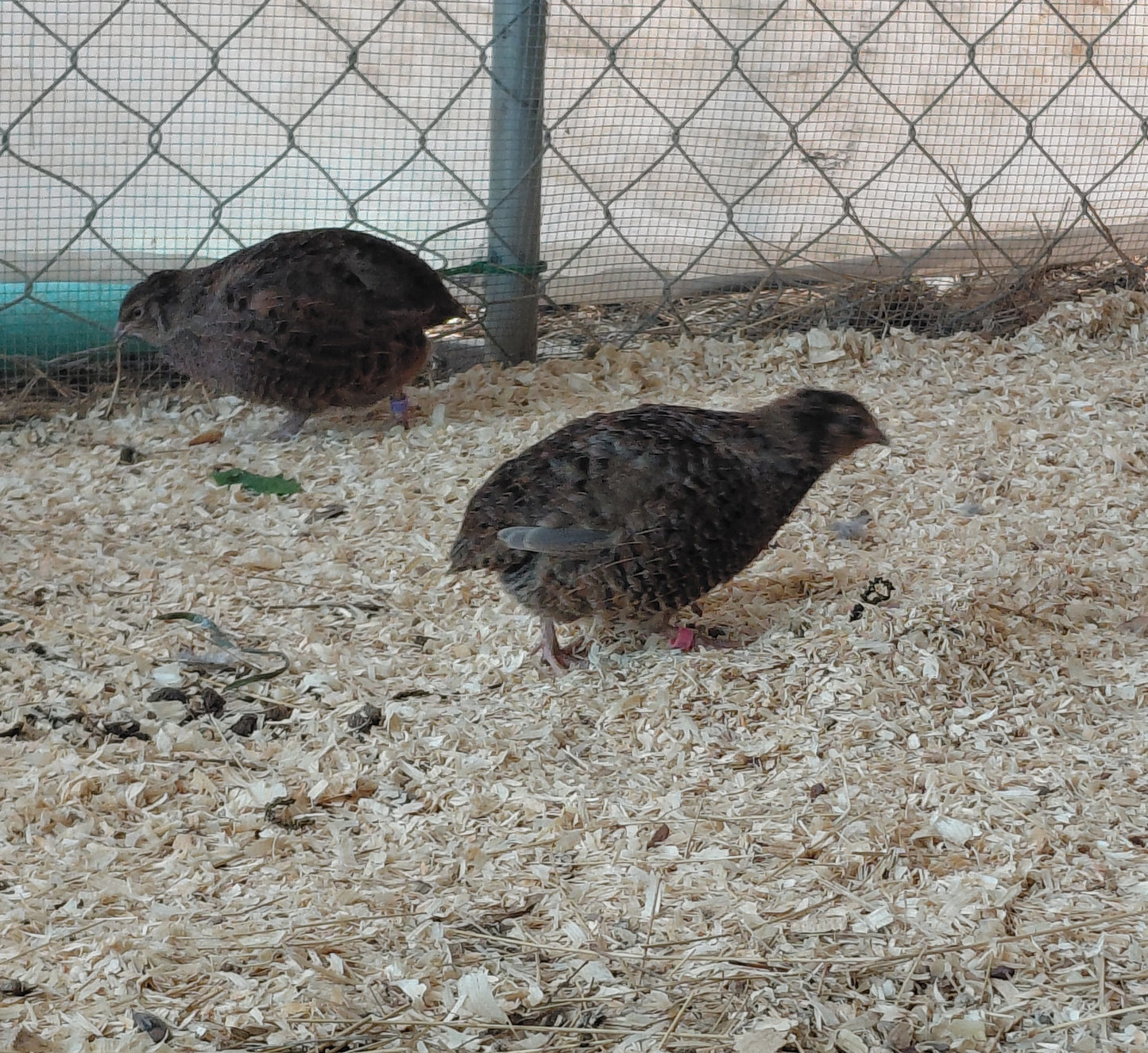 12+ Celadon Blue Coturnix Quail Eggs