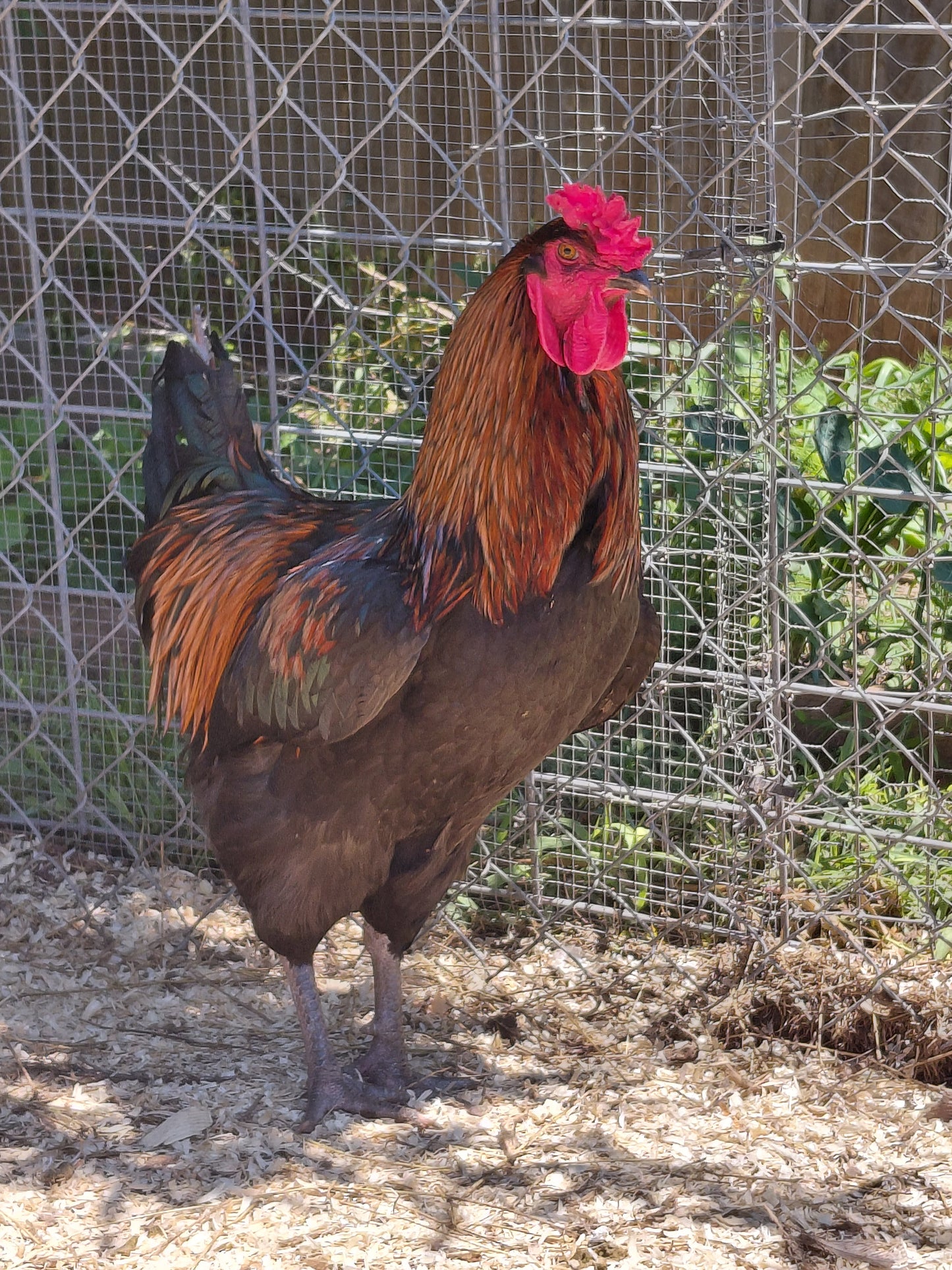 12+ Barnyard Rainbow Chicken Eggs