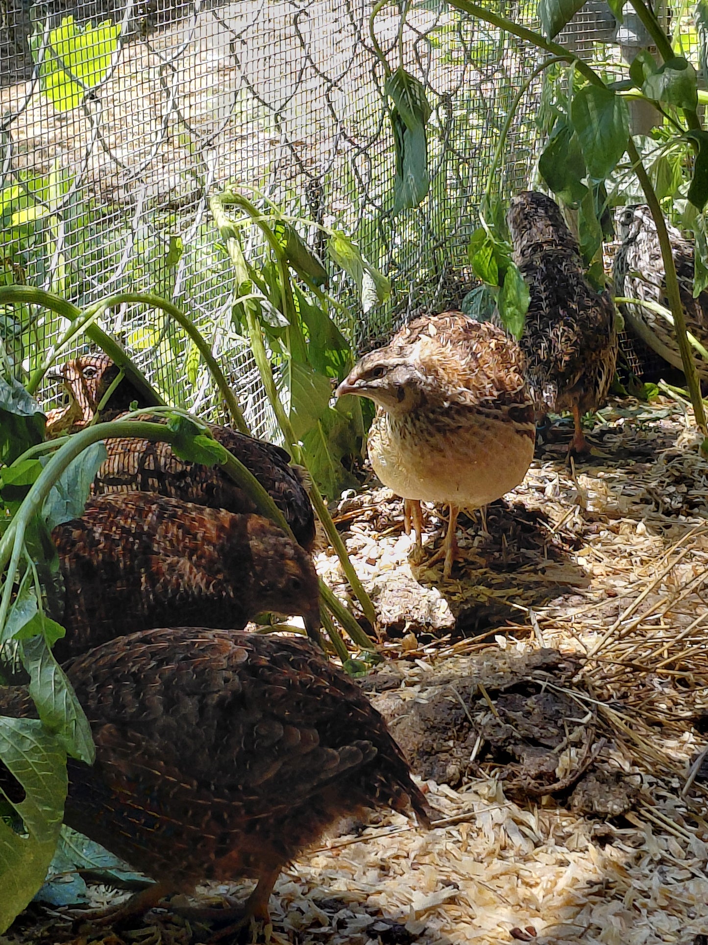 12+ Celadon Blue Coturnix Quail Eggs