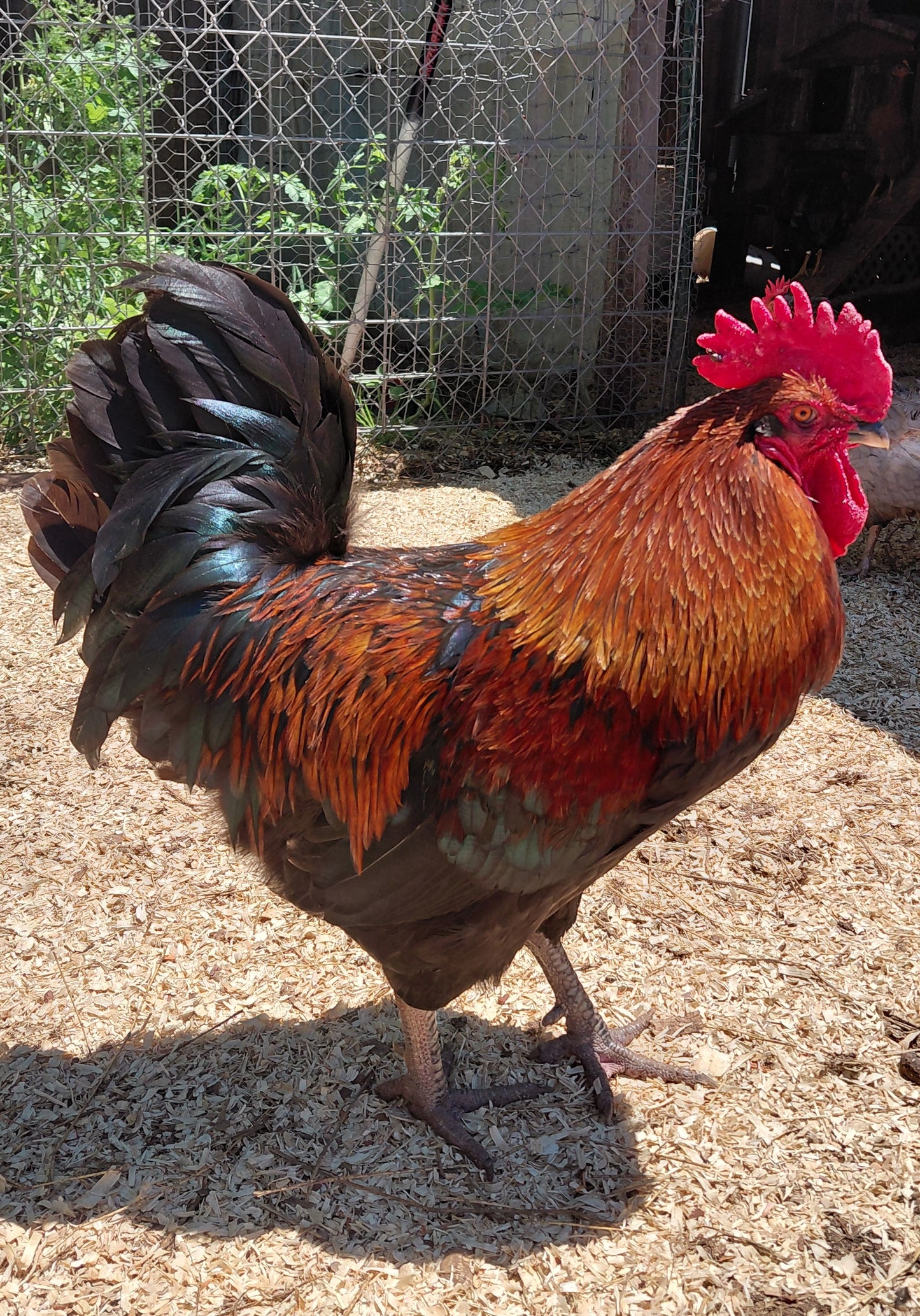 12+ Barnyard Rainbow Chicken Eggs